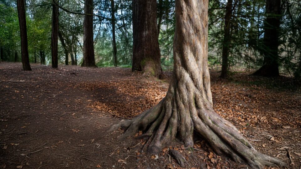 Grüner Waldweg mit großen Bäumen und Wurzeln, ideal für Natururlaub im Ferienhaus Karl.